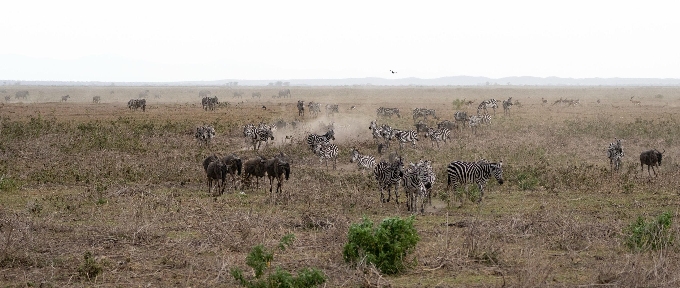 Zebras And Wildebeest